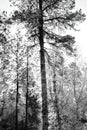 sun beams black and white pine forest trees nature walk trail Royalty Free Stock Photo