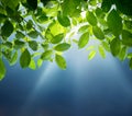 Sun beams, blue sky and green leaves. Spring and summer nature b Royalty Free Stock Photo