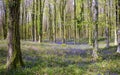 Sun Beams Through A Clump Of Beech Trees In Dorset Illuminating A Carpet Of Bluebells