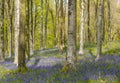 Sun Beams Through A Clump Of Beech Trees In Dorset Illuminating A Carpet Of Bluebells