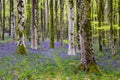 Sun Beams Through A Clump Of Beech Trees In Dorset Illuminating A Carpet Of Bluebells