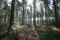 sun beams comes trough the trees on a summeer day in Oldebroek Royalty Free Stock Photo