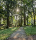 Sun beams in Deciduous forest Royalty Free Stock Photo