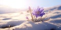 the sun beams down on snow and a purple flower,