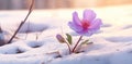 the sun beams down on snow and a purple flower,