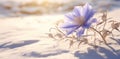 the sun beams down on snow and a purple flower,