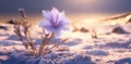 the sun beams down on snow and a purple flower,