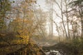 Foggy, Filtered Light against Mountain Stream