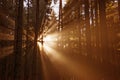 Sun beams in forest Royalty Free Stock Photo