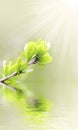 Sun beams and green leaves