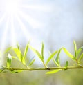 Sun beams and green leaves Royalty Free Stock Photo