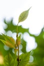 Sun beams and green leaves background Royalty Free Stock Photo