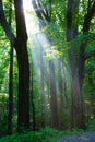 Sun beams light up early morning fog Great Smoky Mountains Royalty Free Stock Photo