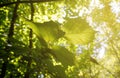 Sun beams pour through trees in autumn forest Royalty Free Stock Photo