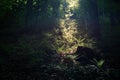 Sun beams pour through trees in foggy forest Royalty Free Stock Photo