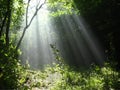 Sun beams pour through trees in foggy forest. Royalty Free Stock Photo