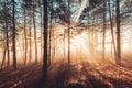 Sun beams pour through trees in foggy forest Royalty Free Stock Photo