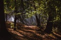 Sun beams pour through trees in foggy forest Royalty Free Stock Photo