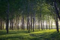 Sun beams pour through trees in forest Royalty Free Stock Photo