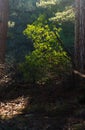 Sun beams pour through trees in forest Royalty Free Stock Photo