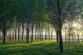 Sun beams pour through trees Royalty Free Stock Photo