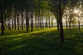 Sun beams pour through trees Royalty Free Stock Photo