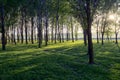 Sun beams pour through trees Royalty Free Stock Photo