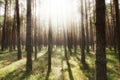 Sun beams shines in pine forest Royalty Free Stock Photo