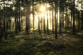 Sun beams shines through pine forest Royalty Free Stock Photo