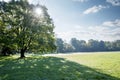 Sun beams shining through the crown of a big tree Royalty Free Stock Photo