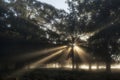 Sun beams shining through trees in forest on foggy Autumn Fall s Royalty Free Stock Photo