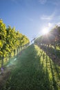 Sun beams shining through the vine yard hill with a klapotetz in the south styrian region Weinstrasse