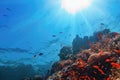 Sun beams shinning underwater on the tropical coral reef. Ecosystem and environment conservation concept. Life-giving sunlight Royalty Free Stock Photo