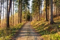 Sun beams through thick trees branches in dense green forest Royalty Free Stock Photo