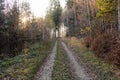 Sun beams through thick trees branches in dense green forest Royalty Free Stock Photo