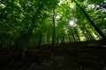 Sun beams through thick trees branches in dense green forest Royalty Free Stock Photo