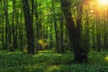 Sun beams through thick trees branches in dense green forest