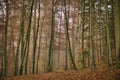 Sun beams through thick trees branches in dense green forest landscape Royalty Free Stock Photo