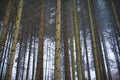 Sun beams through thick trees branches in dense green forest landscape