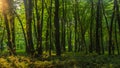 Sun beams through thick trees branches in dense green forest