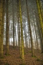 Sun beams through thick trees branches in dense green forest landscape Royalty Free Stock Photo