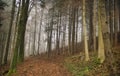 Sun beams through thick trees branches in dense green forest landscape Royalty Free Stock Photo