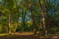 Sun beams through thick  trees branches in dense green forest Royalty Free Stock Photo