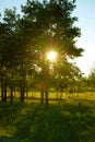 Sun Beams through Trees Royalty Free Stock Photo