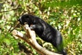 Sun Bear Royalty Free Stock Photo