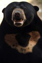 Sun Bear Royalty Free Stock Photo