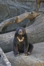 Sun Bear Royalty Free Stock Photo