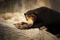 Sun Bear Royalty Free Stock Photo