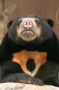 Sun Bear Royalty Free Stock Photo