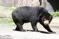 Sun bear Royalty Free Stock Photo